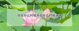 荷花什么时候开花什么时候凋谢,第1图