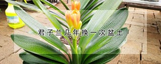 君子兰几年换一次盆土,第1图