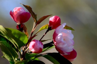 海棠花溪什么时候开花,第2图