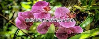 蝴蝶兰花骨朵变黄怎么补救,第1图