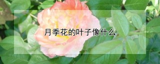 月季花的叶子像什么,第1图