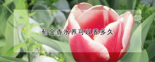 郁金香水养可以养多久,第1图