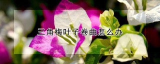 三角梅叶子卷曲怎么办,第1图