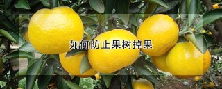 如何防止果树掉果,第1图