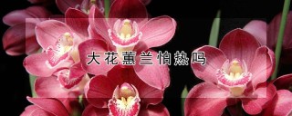 大花蕙兰怕热吗,第1图