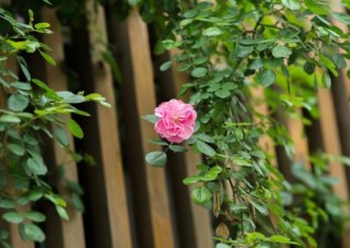 蔷薇花虫害及防治方法，蔷薇花三种虫害防治办法,第5图