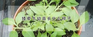 矮牵牛幼苗长什么样子,第1图