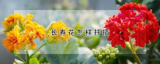 长寿花怎样扦插,第1图