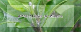 栀子花叶子上白色的一粒一粒的是什么,第1图