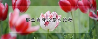 郁金香耷拉怎么抢救,第1图