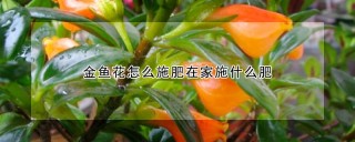 金鱼花怎么施肥在家施什么肥,第1图