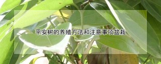 平安树的养殖方法和注意事项盆栽,第1图