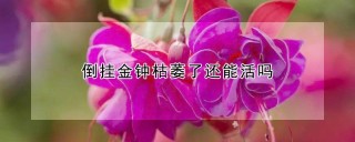 倒挂金钟枯萎了还能活吗,第1图