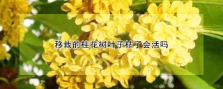 移栽的桂花树叶子枯了会活吗,第1图