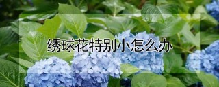 绣球花特别小怎么办,第1图