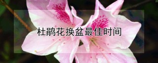 杜鹃花换盆最佳时间,第1图