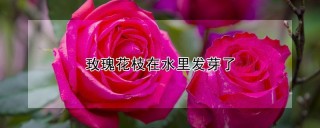 玫瑰花枝在水里发芽了,第1图