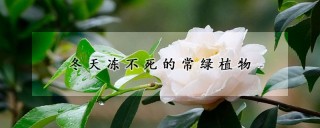 冬天冻不死的常绿植物,第1图