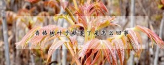 香椿树叶子枯萎了是怎么回事,第1图