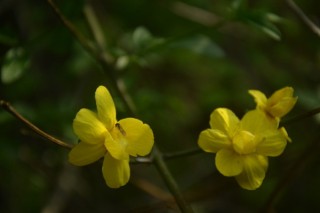 迎春花盆栽怎么知道是否活着,第3图