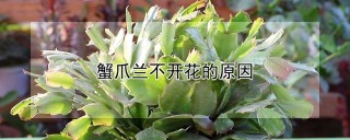 蟹爪兰不开花的原因,第1图