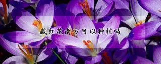 藏红花南方可以种植吗,第1图