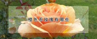 橙色系玫瑰有哪些,第1图