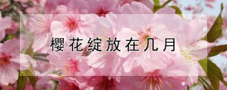 樱花绽放在几月,第1图