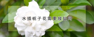 水插栀子花需要放盐吗,第1图