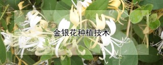 金银花种植技术,第1图