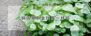 铜钱草和金钱草一样吗,第1图