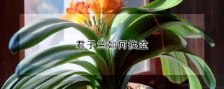 君子兰如何换盆,第1图