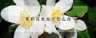 茉莉花长虫子怎么办,第1图