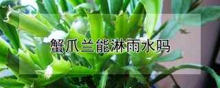 蟹爪兰能淋雨水吗,第1图