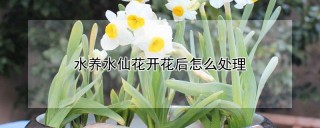 水养水仙花开花后怎么处理,第1图