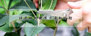 桂花树的修剪方法和时期,第1图