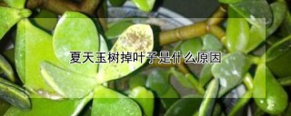 夏天玉树掉叶子是什么原因,第1图