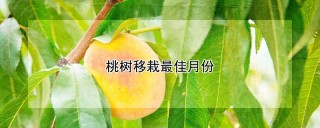 桃树移栽最佳月份,第1图