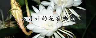 八月开的花有哪些,第1图