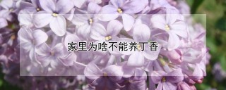 家里为啥不能养丁香,第1图