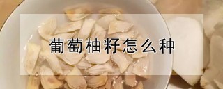 葡萄柚籽怎么种,第1图