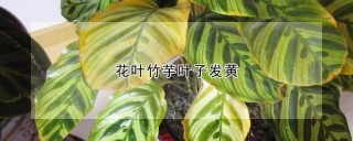 花叶竹芋叶子发黄,第1图