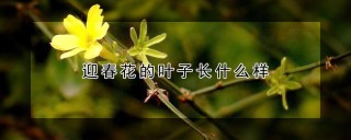 迎春花的叶子长什么样,第1图