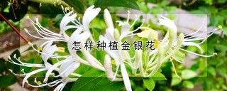 怎样种植金银花,第1图