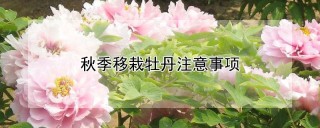 秋季移栽牡丹注意事项,第1图