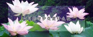 六月的守护花是什么花,第1图