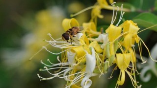 金银花怎么才能开花,第1图