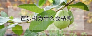 芭乐树为什么会枯死,第1图