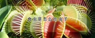 食虫草怎么吃虫子,第1图