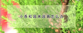 小香松越来越黄怎么办,第1图